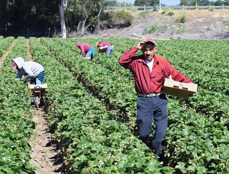 immigrantworker